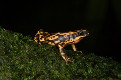 Atelopus hoogmoedi
