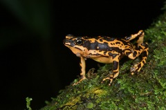 Atelopus hoogmoedi