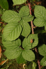 Rubus tuberculatus