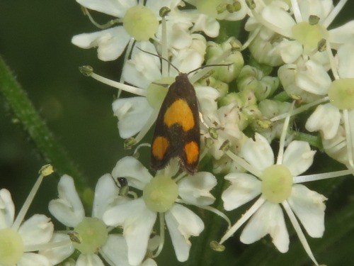 Orange-spot Piercer, Haagse Hout, Den Haag, Nederland, photo 8 of 10