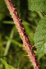 Rubus tuberculatus