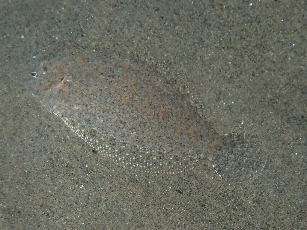 Grohmann's scaldfish (Arnoglossus grohmanni) — Bothidae