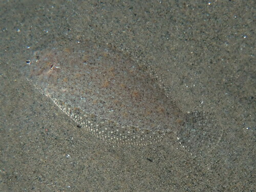 Grohmann's scaldfish (Arnoglossus grohmanni) — Bothidae