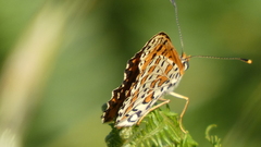 Melitaea trivia