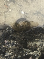 Bunodosoma cavernatum