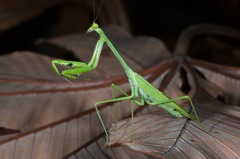 Stagmatoptera binotata