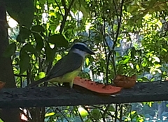 Pitangus sulphuratus