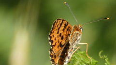 Melitaea trivia