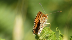 Melitaea trivia