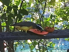 Pitangus sulphuratus