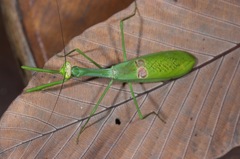 Stagmatoptera binotata