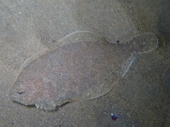 Arnoglossus laterna
