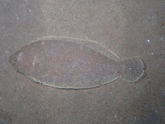 Arnoglossus laterna