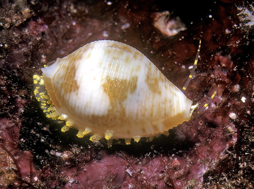 Pseudocypraea adamsonii