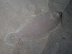 Arnoglossus laterna