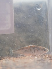 Gasterosteus wheatlandi