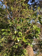 Ficus natalensis