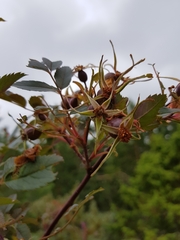 Rosa glauca