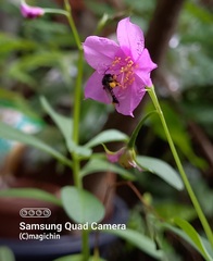 Frieseomelitta paupera