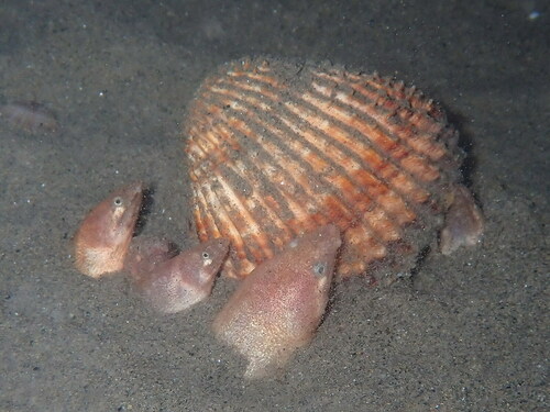Armless snake eel (Dalophis imberbis) — Ophichthidae