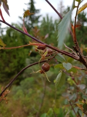 Rosa glauca