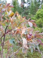 Rosa glauca