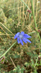 Cichorium intybus