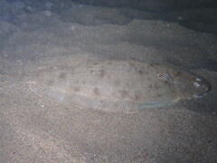 Solea senegalensis