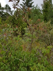 Rosa glauca