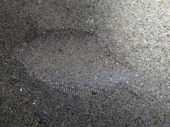 Arnoglossus