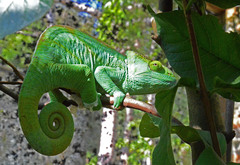 Chamaeleonidae