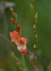 Gladiolus densiflorus