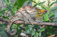 Chamaeleonidae