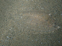 Arnoglossus
