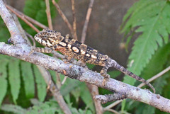 Chamaeleonidae