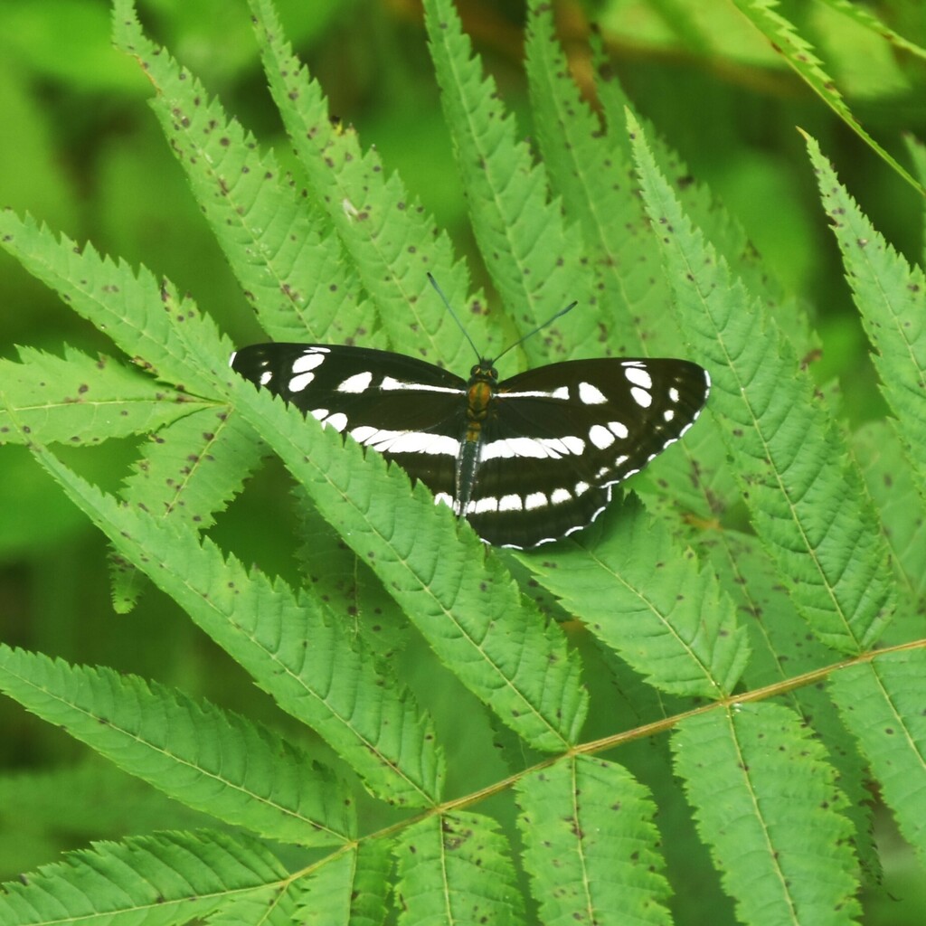 Himalayan Sailer