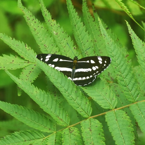 Himalayan Sailer