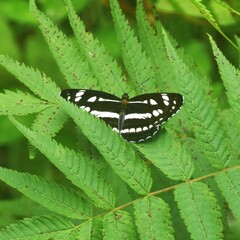 Neptis mahendra