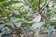 Protogoniomorpha duprei