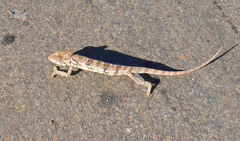 Chamaeleonidae