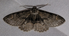 Iridopsis larvaria