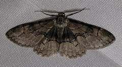 Iridopsis larvaria
