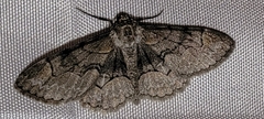 Iridopsis larvaria