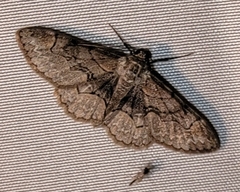 Iridopsis larvaria