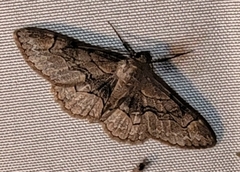 Iridopsis larvaria