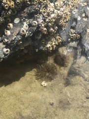 Bunodosoma cavernatum