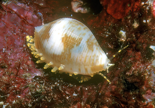 Pseudocypraea adamsonii