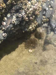 Bunodosoma cavernatum