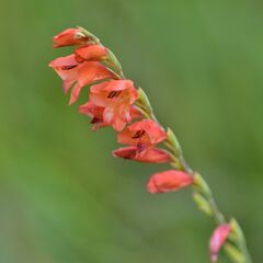 Gladiolus densiflorus