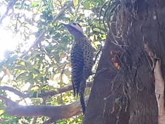 Colaptes melanochloros